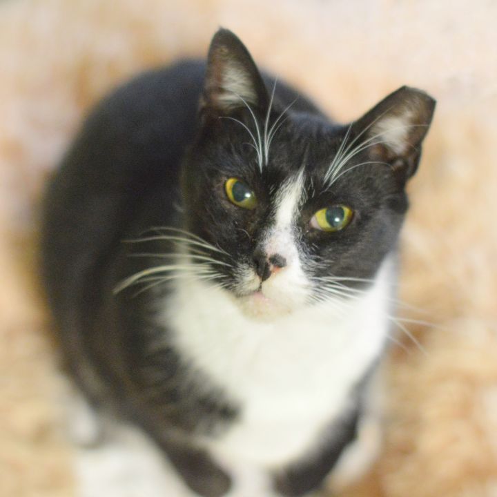Pepper, an adoptable Domestic Short Hair in Medford, NY_image-1