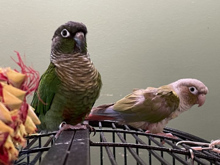 Cinny and Basil, an adoptable Conure in Alexander, NC_image-3
