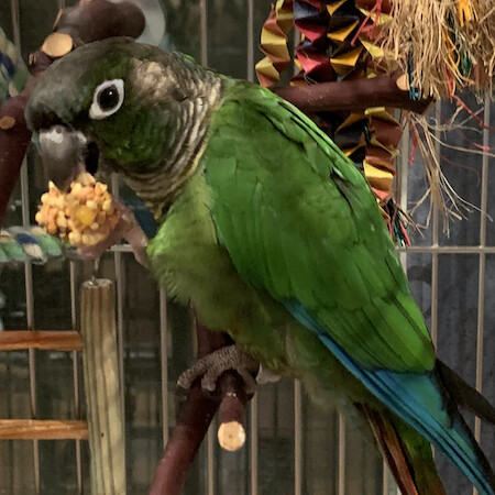 Cinny and Basil, an adoptable Conure in Alexander, NC_image-4