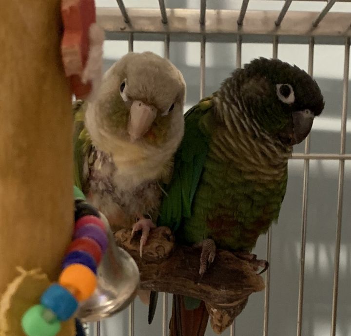 Cinny and Basil, an adoptable Conure in Alexander, NC_image-1