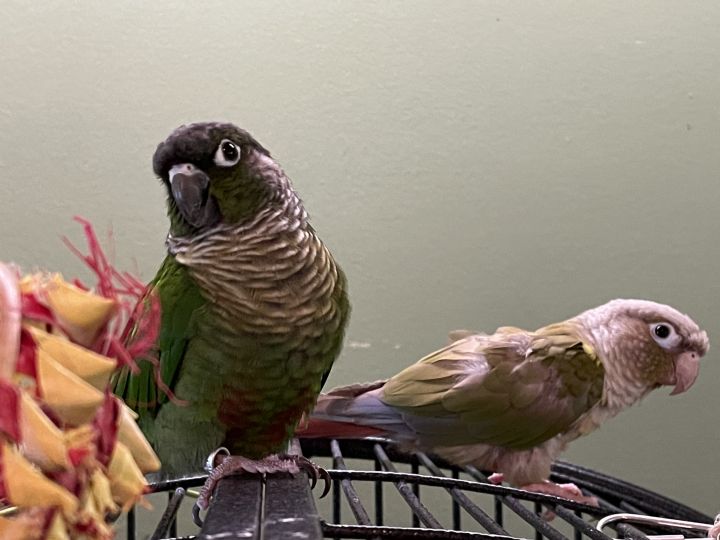 Cinny and Basil, an adoptable Conure in Alexander, NC_image-6