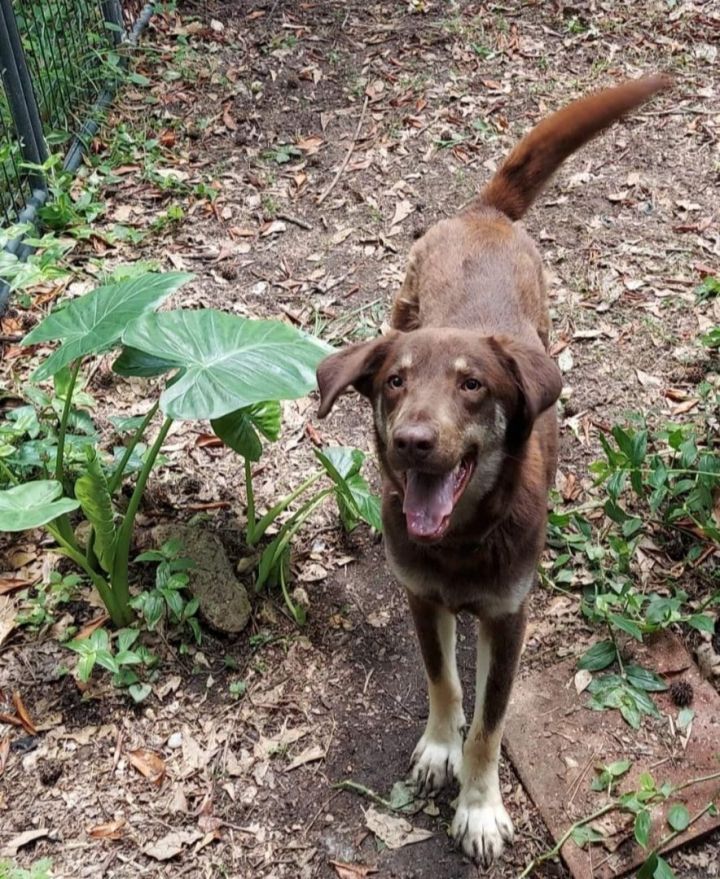 Australian shepherd hot sale kelpie