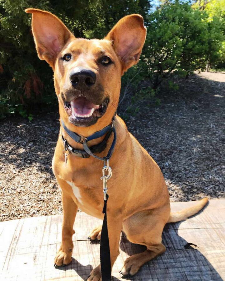 Pitbull and best sale red heeler mix