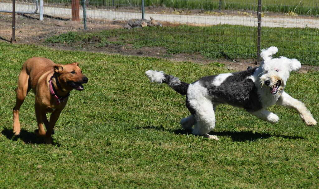Boston, an adoptable German Shepherd Dog, Australian Cattle Dog / Blue Heeler in Pleasant Grove, CA, 95668 | Photo Image 4