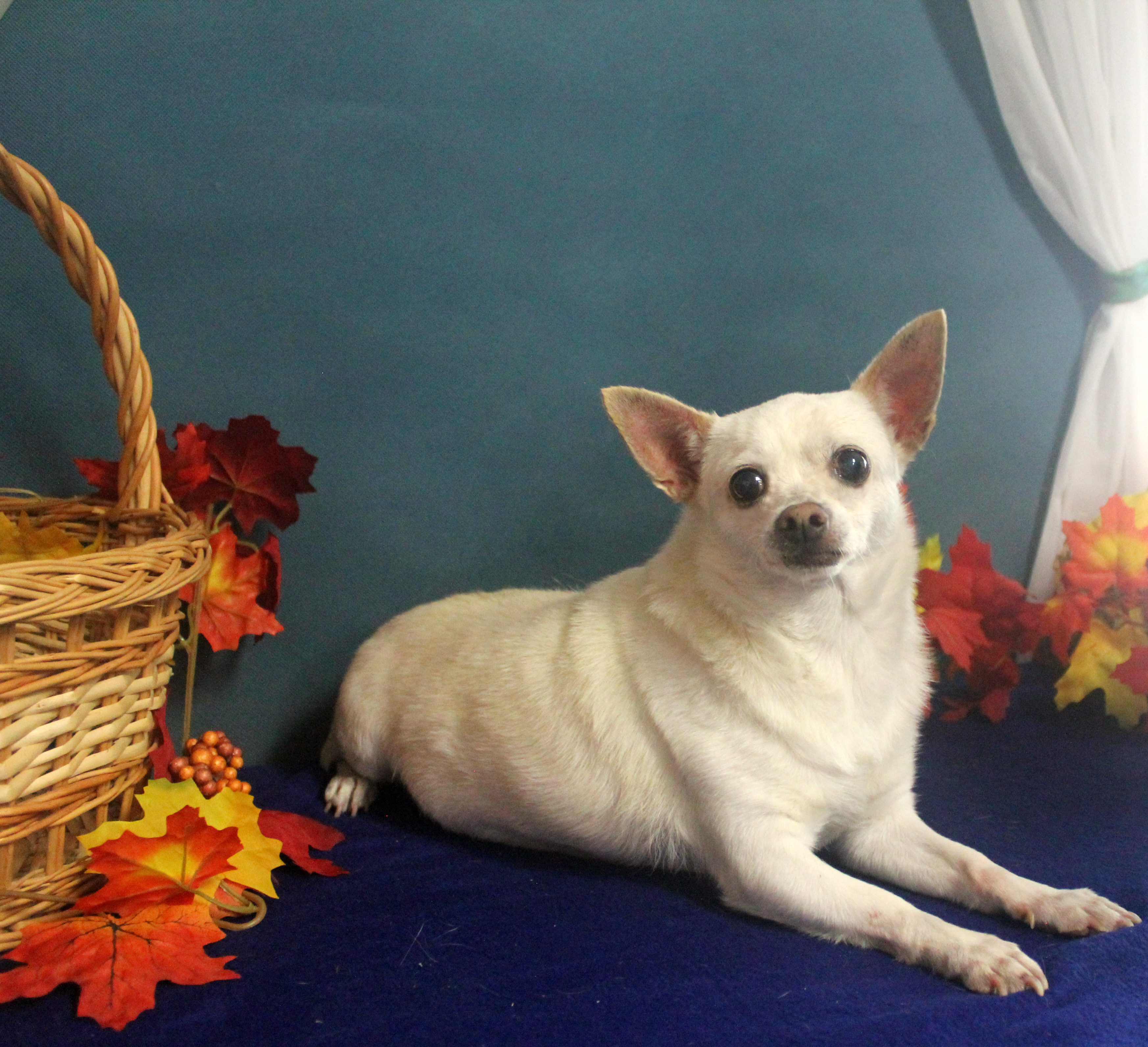 CHICO , an adoptable Chihuahua in Floral City, FL, 34436 | Photo Image 1