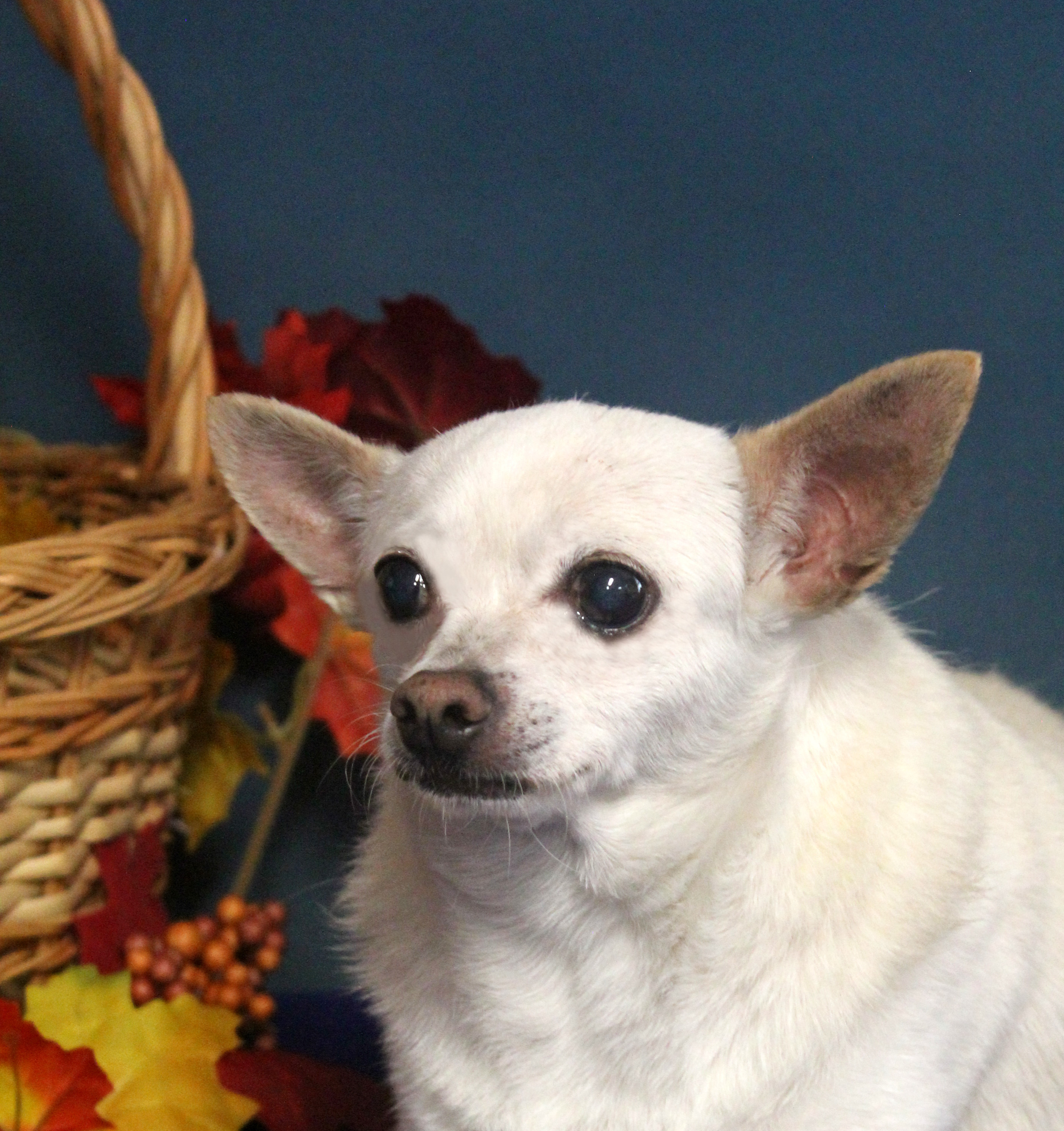 CHICO , an adoptable Chihuahua in Floral City, FL, 34436 | Photo Image 2