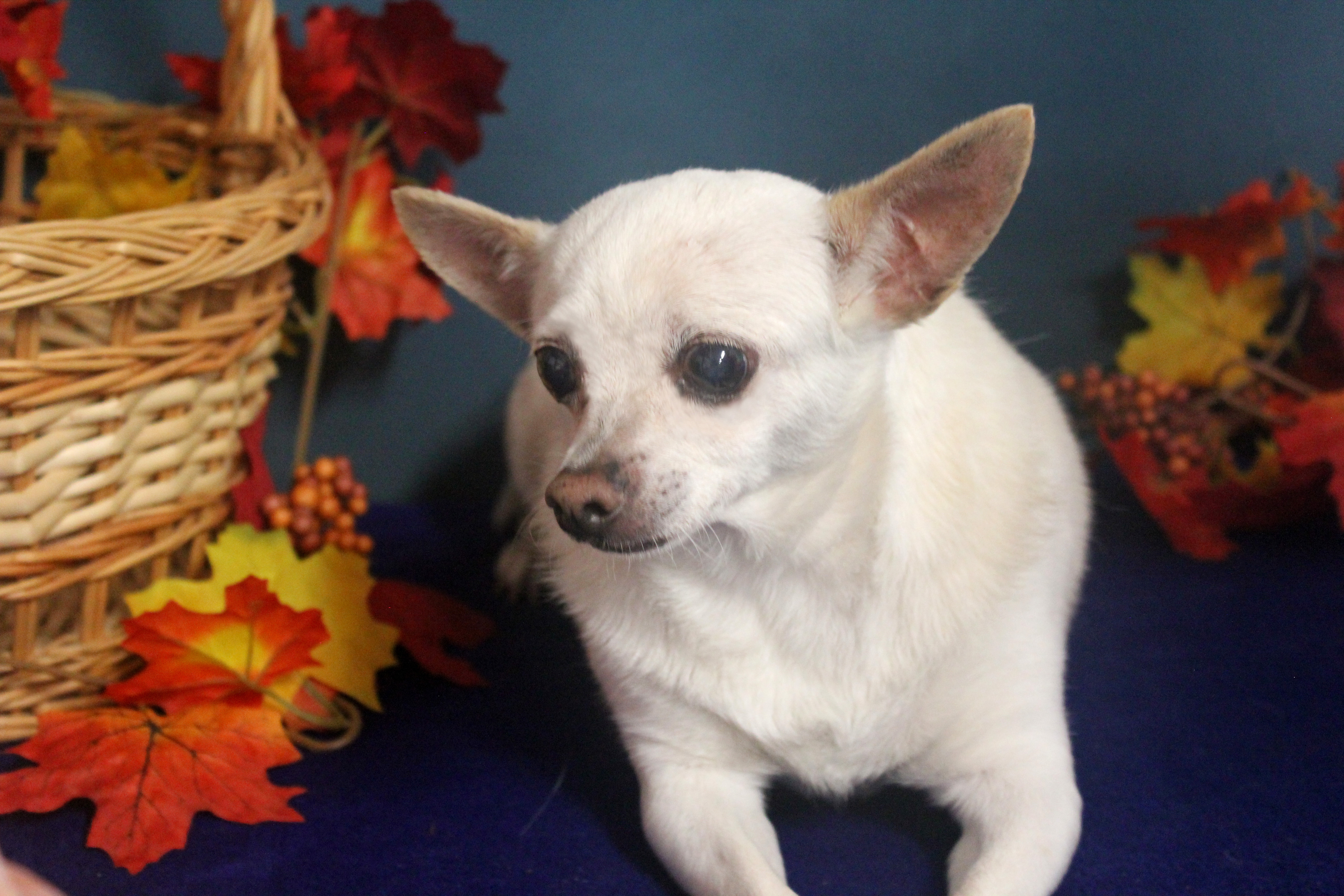 CHICO , an adoptable Chihuahua in Floral City, FL, 34436 | Photo Image 3
