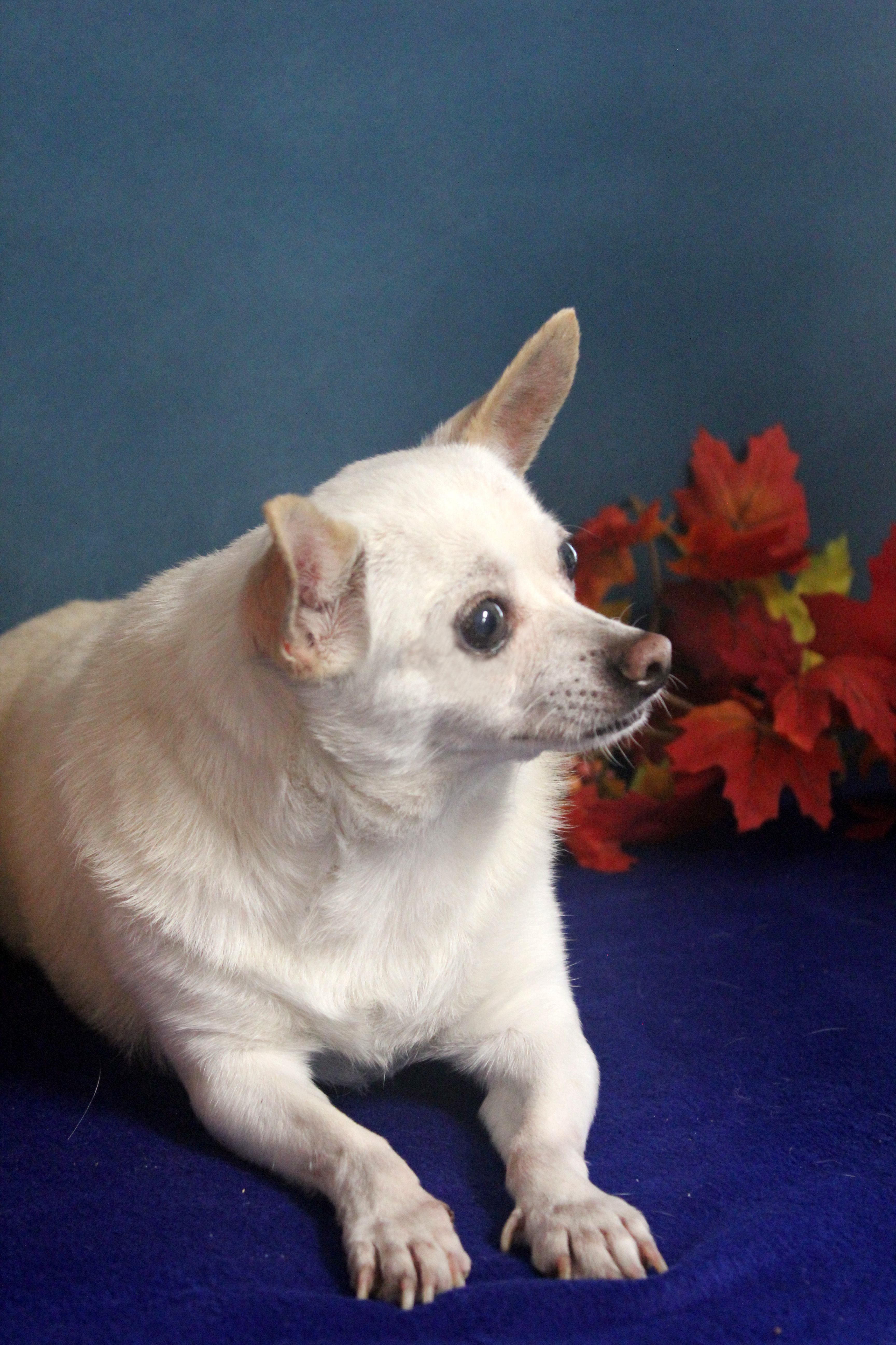 CHICO , an adoptable Chihuahua in Floral City, FL, 34436 | Photo Image 4