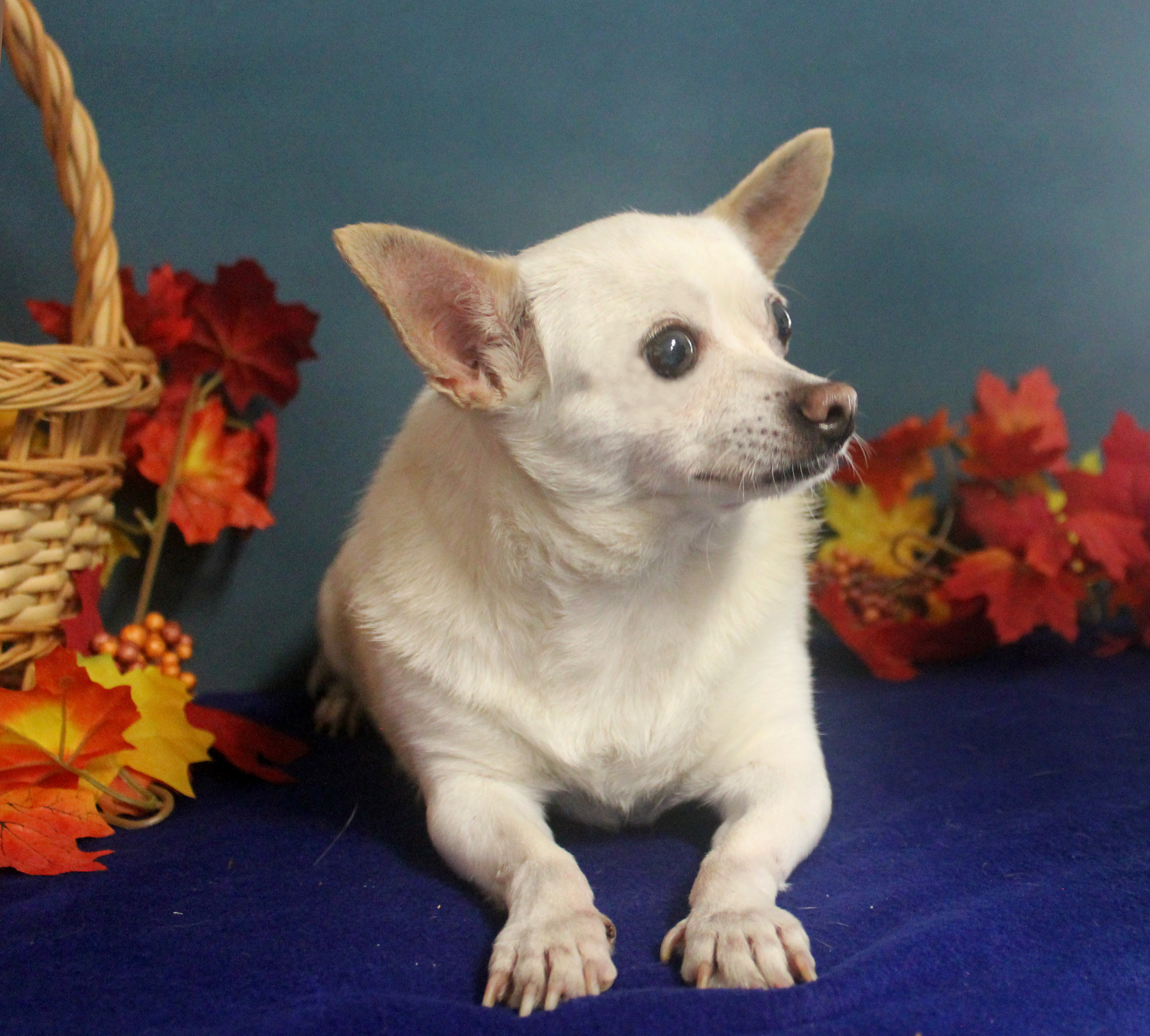 CHICO , an adoptable Chihuahua in Floral City, FL, 34436 | Photo Image 5