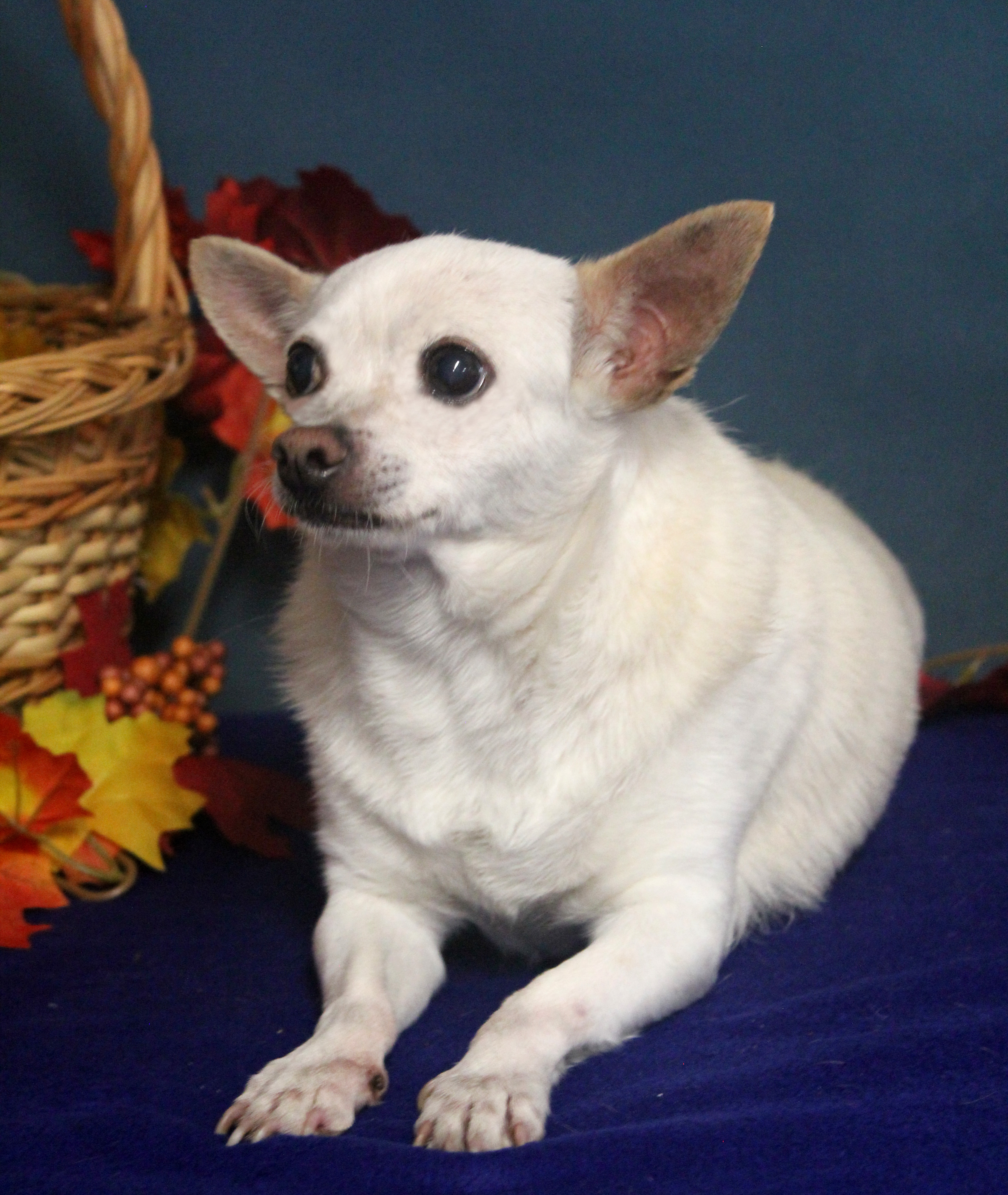 CHICO , an adoptable Chihuahua in Floral City, FL, 34436 | Photo Image 6