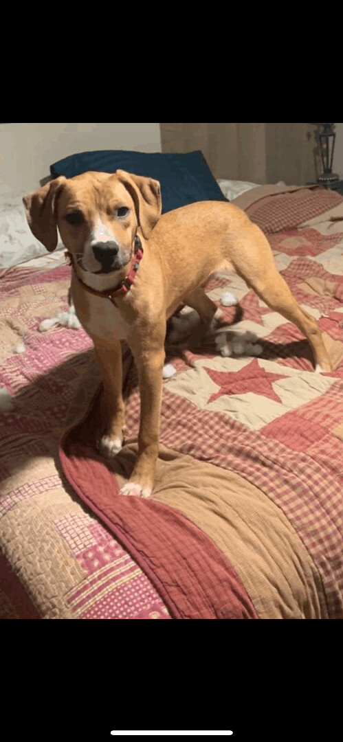 5807 Romeo, an adoptable Beagle, Terrier in Springfield, MO, 65810 | Photo Image 2