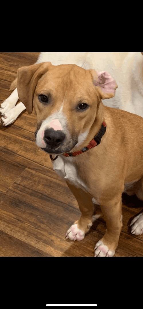5807 Romeo, an adoptable Beagle, Terrier in Springfield, MO, 65810 | Photo Image 3