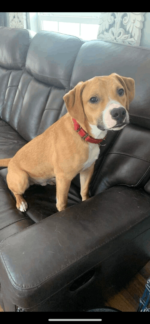 5807 Romeo, an adoptable Beagle, Terrier in Springfield, MO, 65810 | Photo Image 4