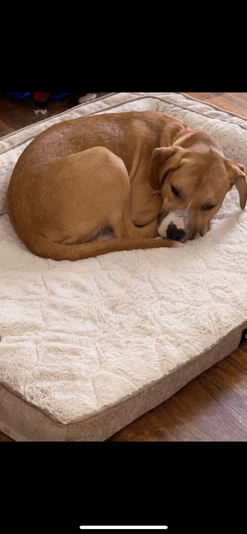5807 Romeo, an adoptable Beagle, Terrier in Springfield, MO, 65810 | Photo Image 5