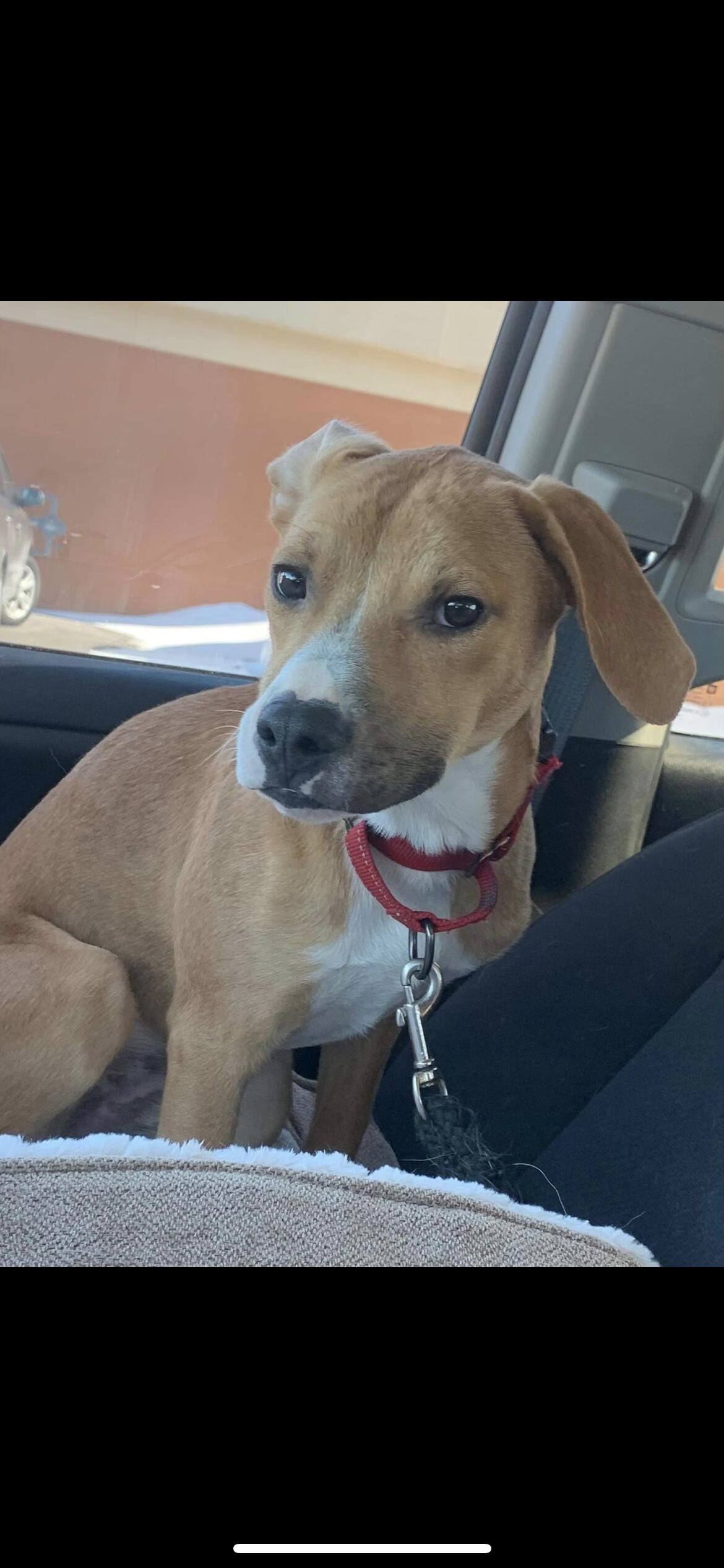 5807 Romeo, an adoptable Beagle, Terrier in Springfield, MO, 65810 | Photo Image 6