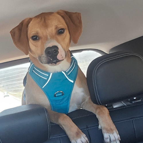 5807 Romeo, an adoptable Beagle, Terrier in Springfield, MO, 65810 | Photo Image 1