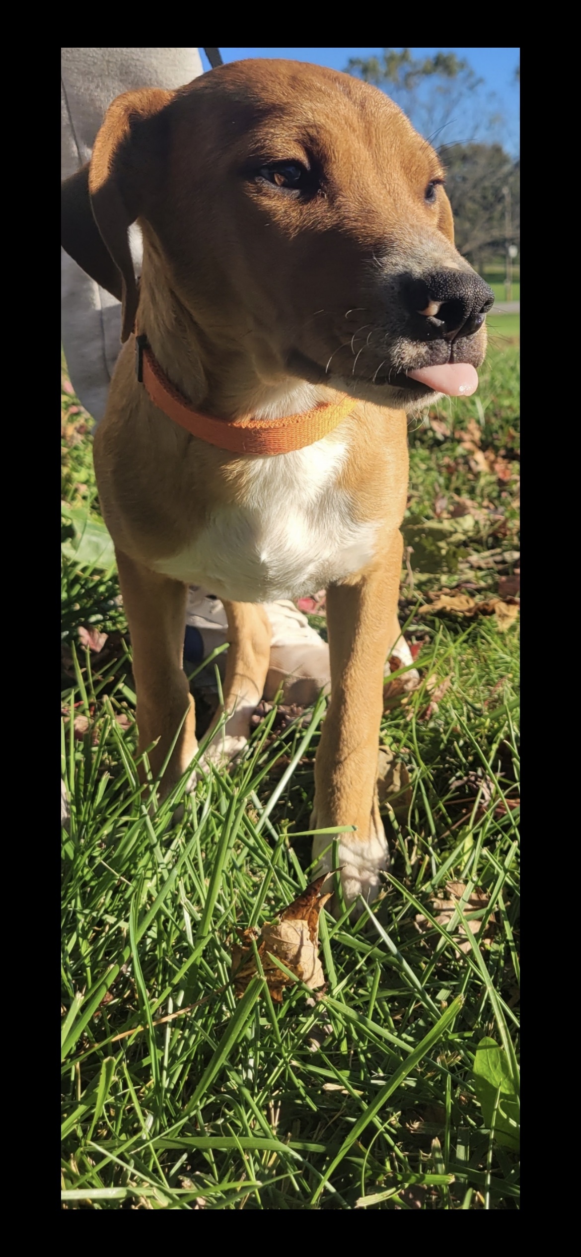 5808 Monte, an adoptable Beagle, Terrier in Springfield, MO, 65810 | Photo Image 2