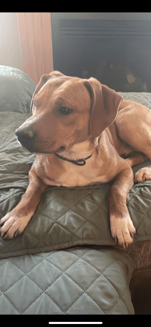 5808 Monte, an adoptable Beagle, Terrier in Springfield, MO, 65810 | Photo Image 3