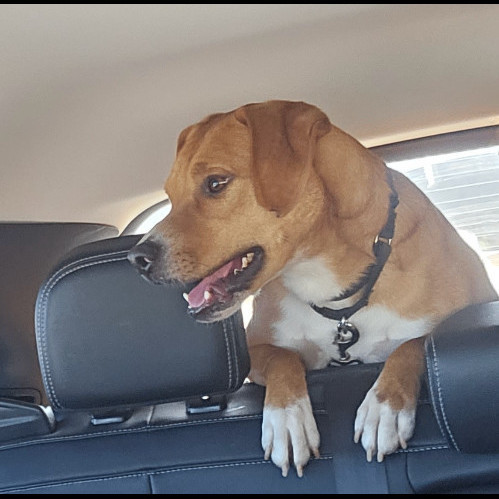 5808 Monte, an adoptable Beagle, Terrier in Springfield, MO, 65810 | Photo Image 1