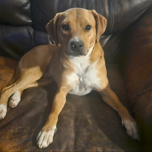 5808 Monte, an adoptable Beagle, Terrier in Springfield, MO, 65810 | Photo Image 4