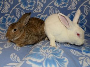 Lamar and Luther, Young Male unknown