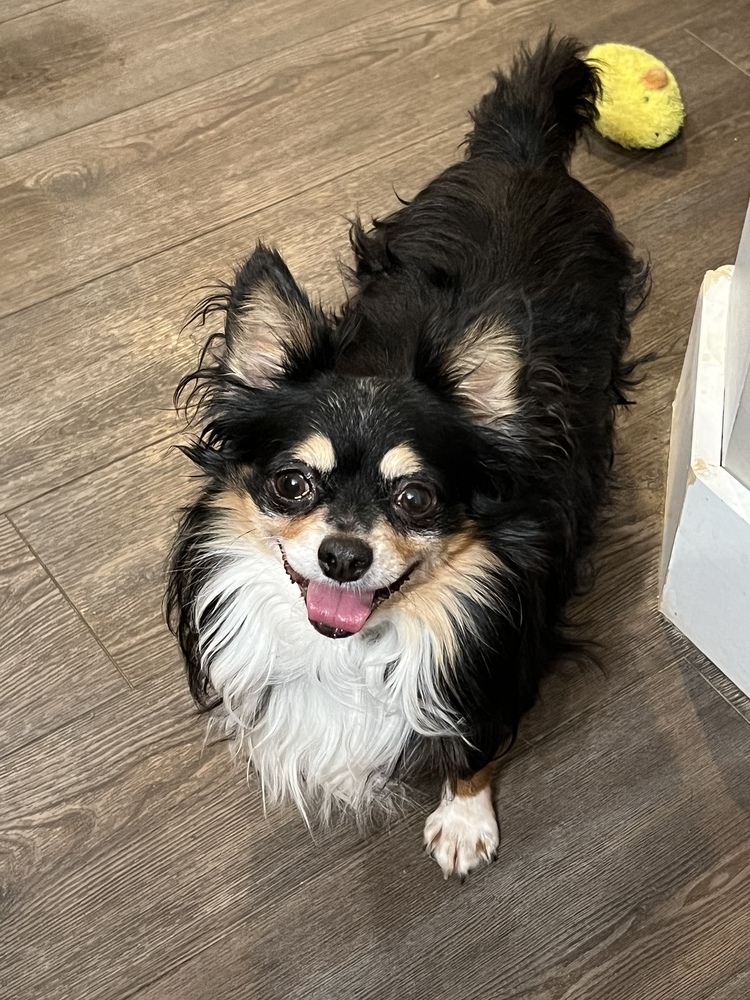 Pomeranian/Papillion mix - Bruno, an adoptable Pomeranian, Papillon in Omaha, NE, 68137 | Photo Image 1