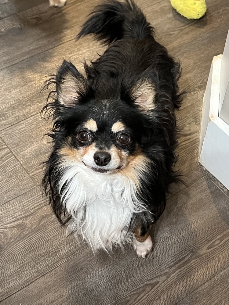 Pomeranian/Papillion mix - Bruno, an adoptable Pomeranian, Papillon in Omaha, NE, 68137 | Photo Image 2