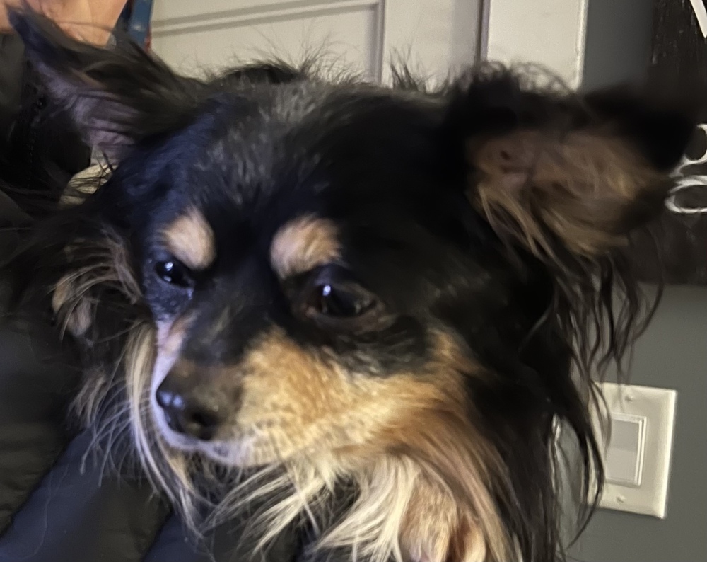 Pomeranian/Papillion mix - Bruno, an adoptable Pomeranian, Papillon in Omaha, NE, 68137 | Photo Image 3