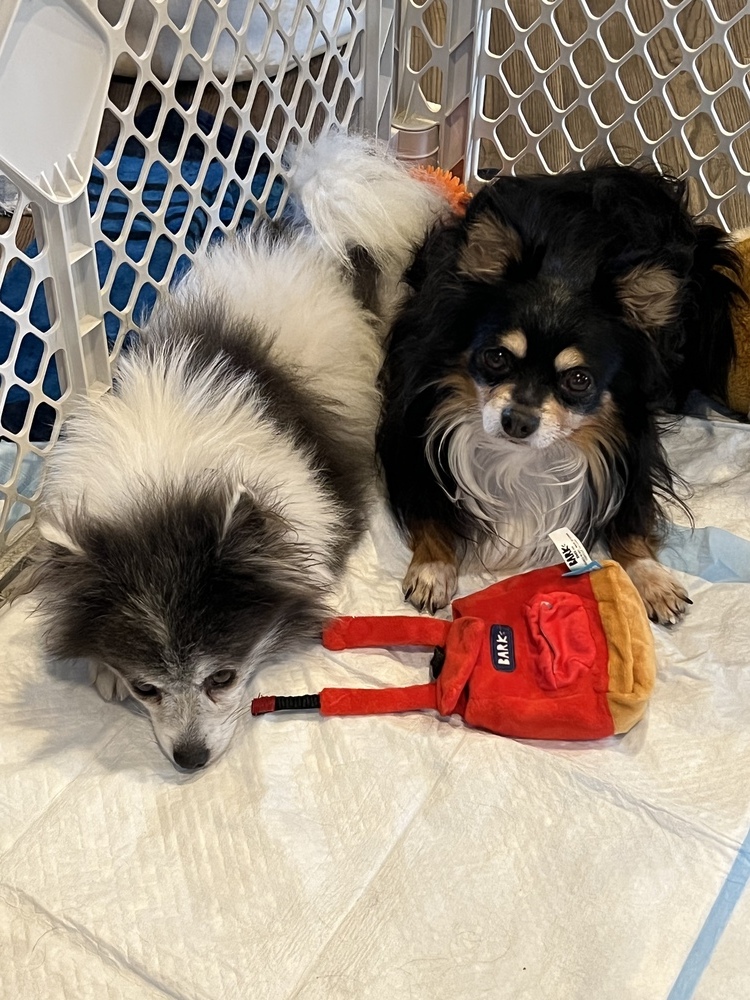 Pomeranian/Papillion mix - Bruno, an adoptable Pomeranian, Papillon in Omaha, NE, 68137 | Photo Image 4