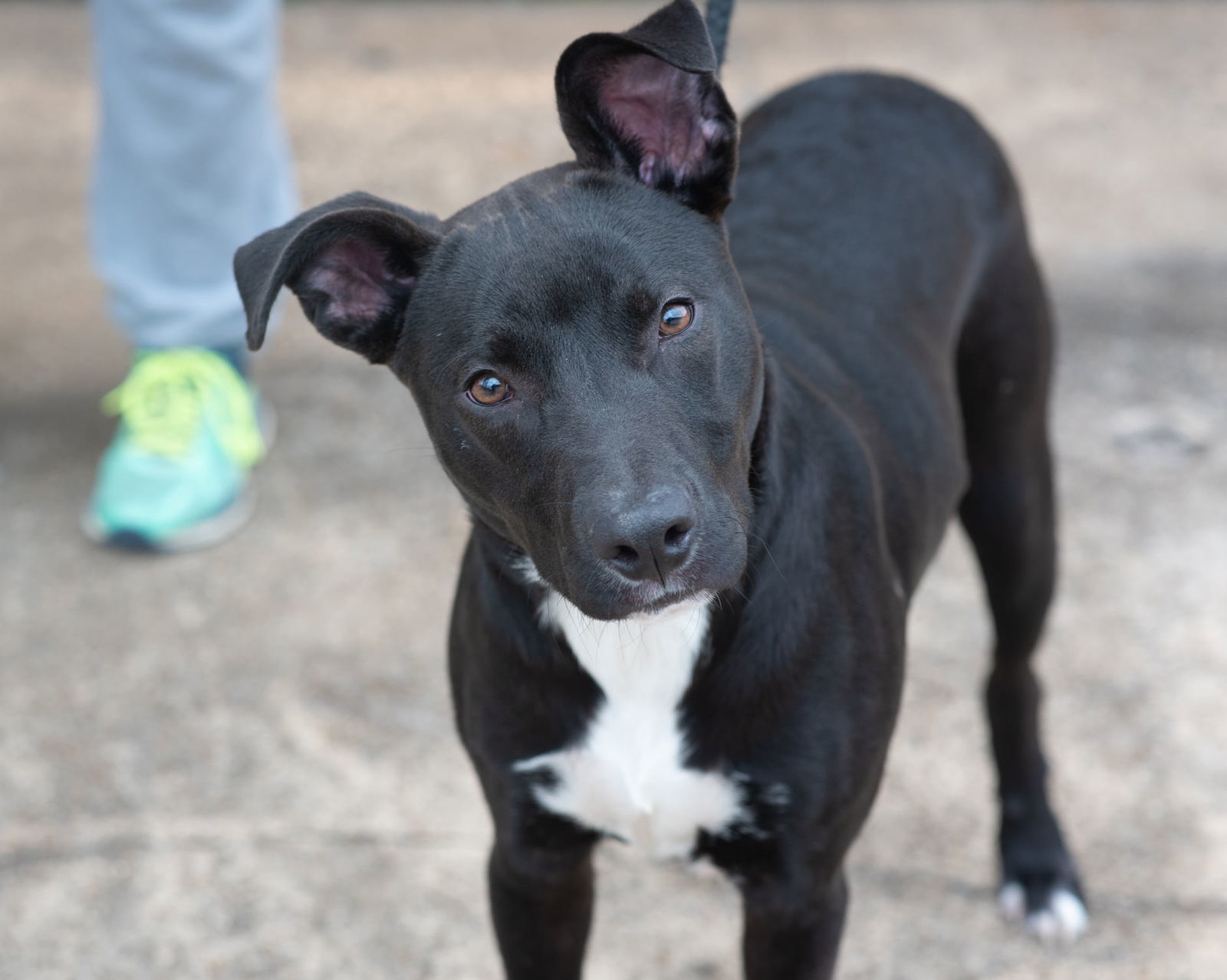 Ace, an adoptable Labrador Retriever in Southaven, MS, 38672 | Photo Image 1