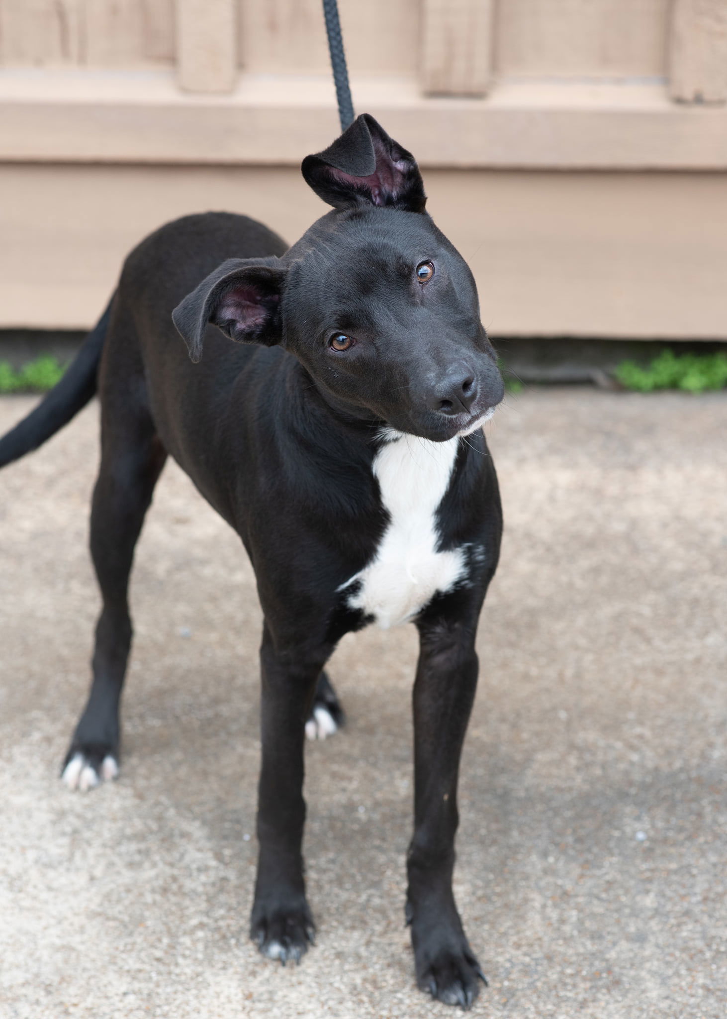 Ace, an adoptable Labrador Retriever in Southaven, MS, 38672 | Photo Image 2