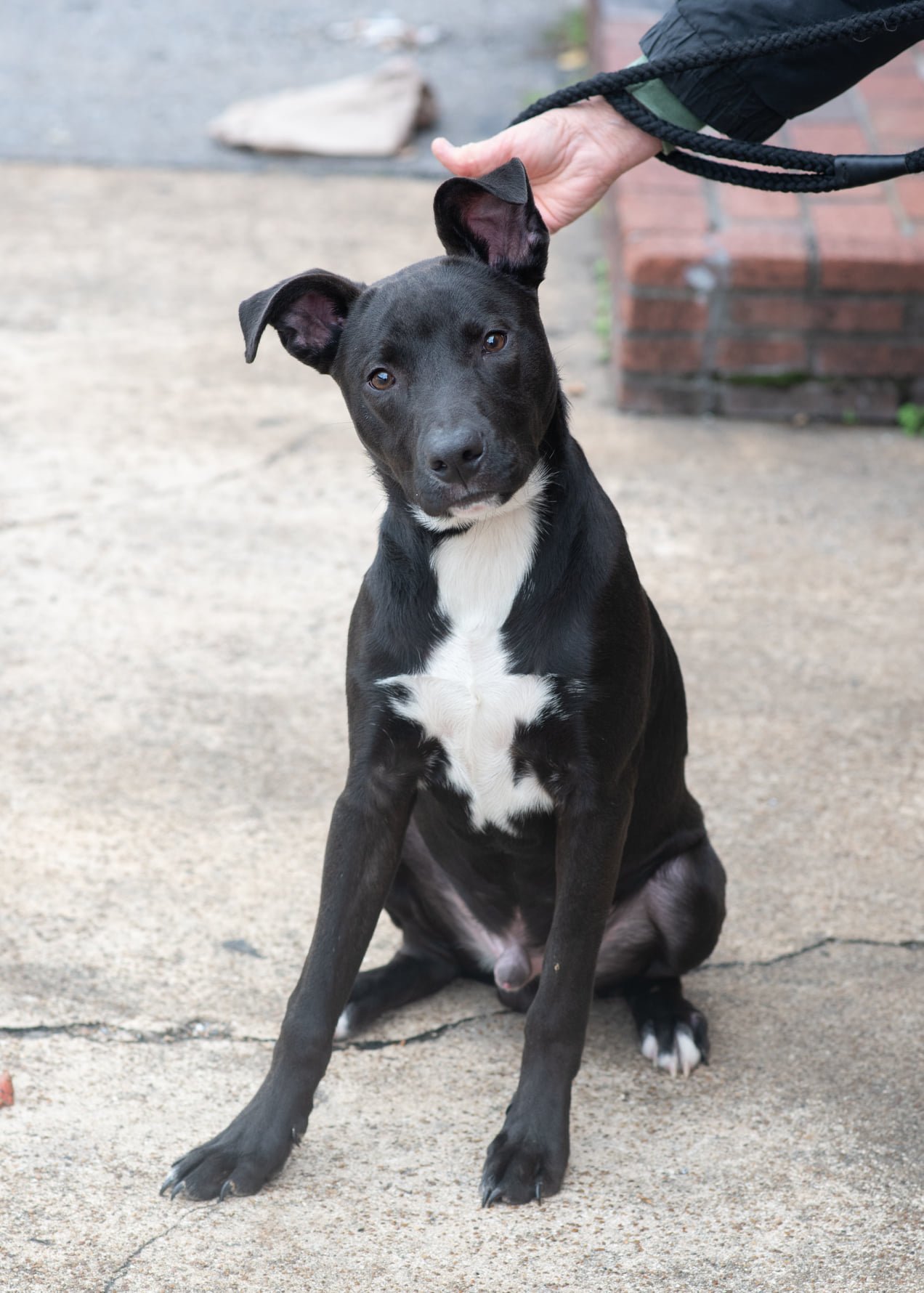 Ace, an adoptable Labrador Retriever in Southaven, MS, 38672 | Photo Image 3