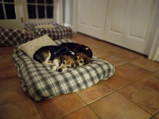 Luke Franklin, an adoptable Beagle in Waldorf, MD, 20604 | Photo Image 3
