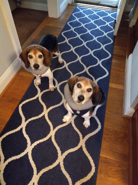 Luke Franklin, an adoptable Beagle in Waldorf, MD, 20604 | Photo Image 4