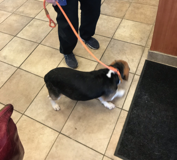 Luke Franklin, an adoptable Beagle in Waldorf, MD, 20604 | Photo Image 5