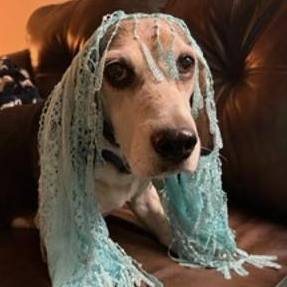 Luke Franklin, an adoptable Beagle in Waldorf, MD, 20604 | Photo Image 1