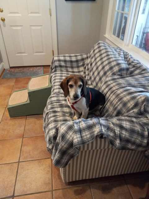 Bo Franklin, an adoptable Beagle in Waldorf, MD, 20604 | Photo Image 5