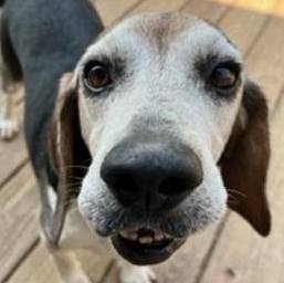 Bo Franklin, an adoptable Beagle in Waldorf, MD, 20604 | Photo Image 1