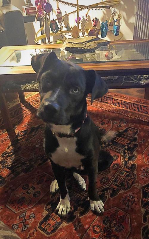 Dog For Adoption Maddy A Labrador Retriever Husky Mix In Mechanicsburg Pa Petfinder