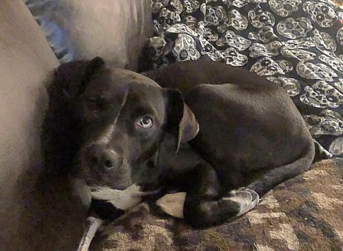 Dog For Adoption Maddy A Labrador Retriever Husky Mix In Mechanicsburg Pa Petfinder