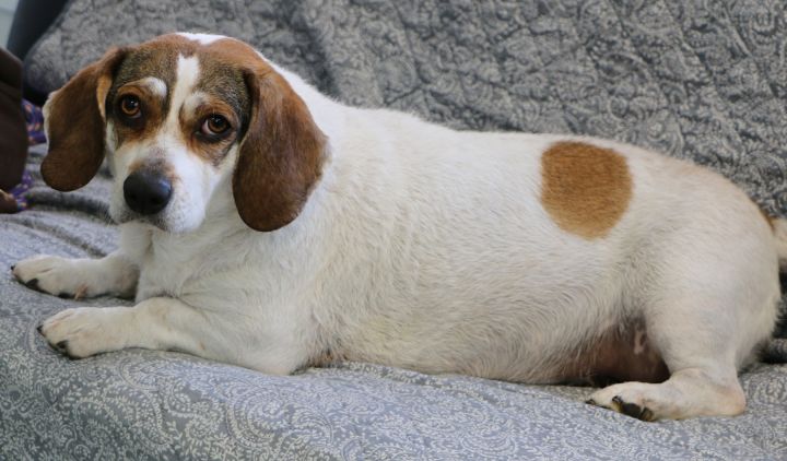 Daisy, an adopted Basset Hound & Terrier Mix in Charles Town, WV_image-3