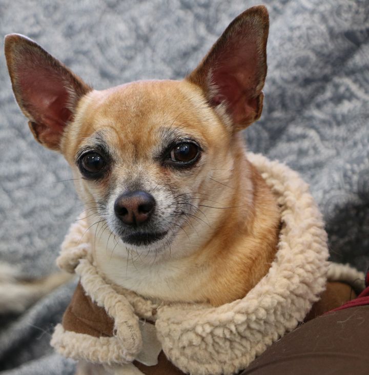 Bella, an adopted Chihuahua in Charles Town, WV_image-1