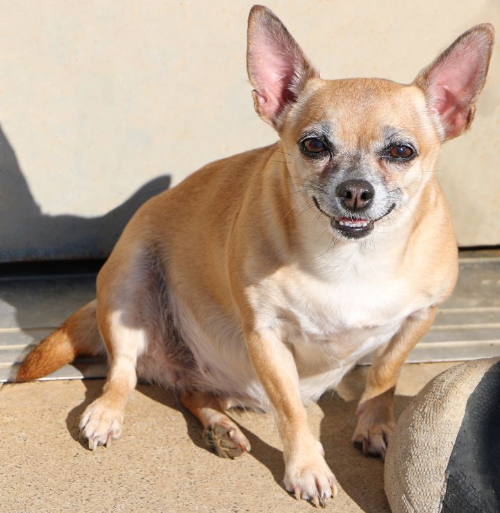 Bella, an adopted Chihuahua in Charles Town, WV_image-2