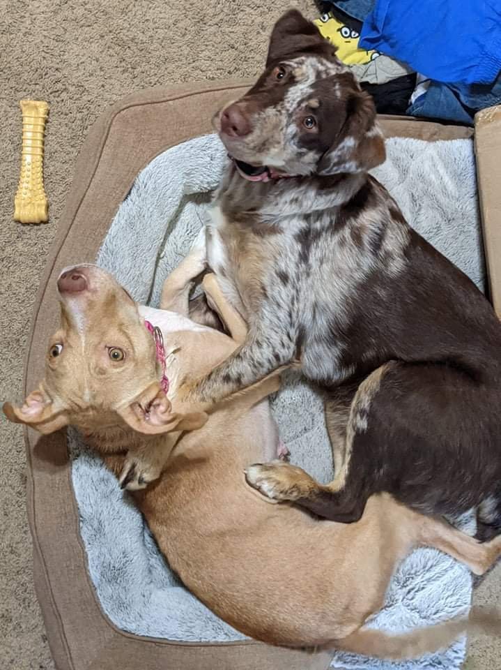 Dog For Adoption Jilly A Labrador Retriever Mix In Mechanicsburg Pa Petfinder