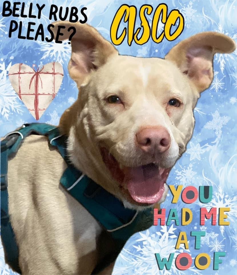 Cisco, an adoptable Mixed Breed in Watertown, WI, 53094 | Photo Image 3