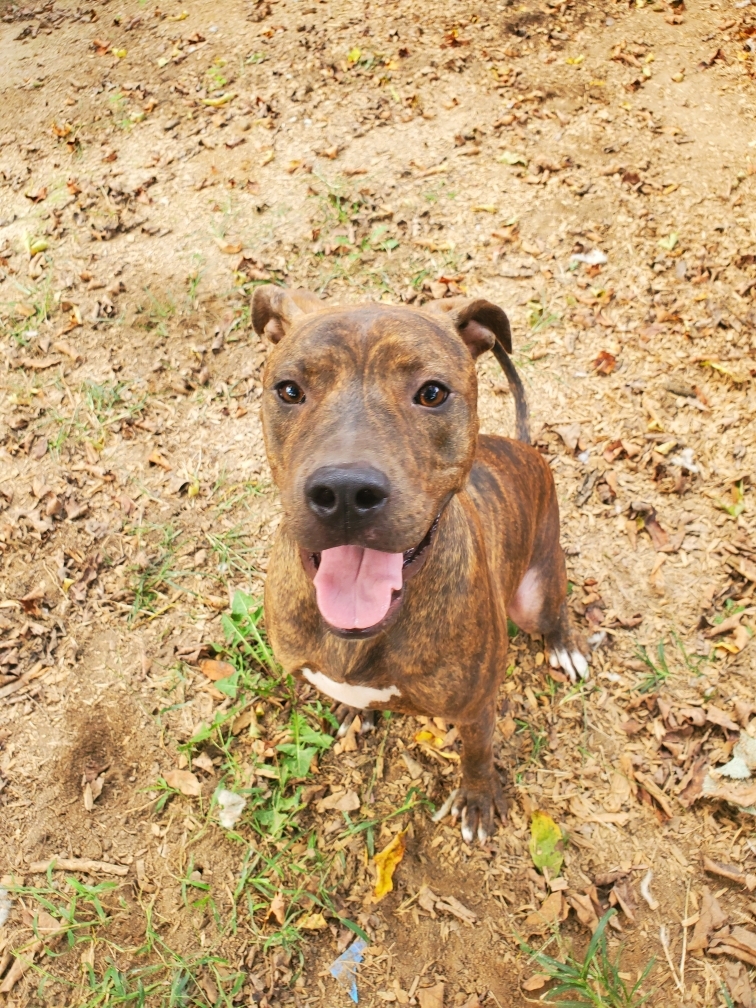 Luke , an adoptable Mountain Cur, American Staffordshire Terrier in Greenfield, TN, 38230 | Photo Image 1