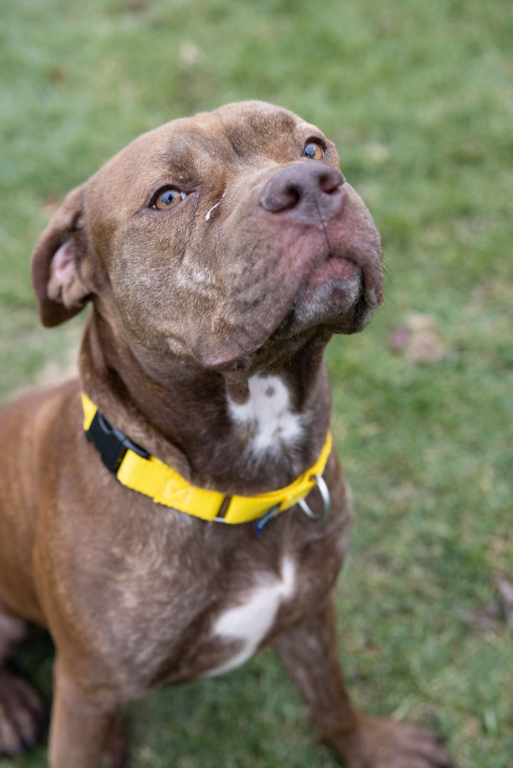 Sanchito, an adopted Pit Bull Terrier Mix in Naperville, IL_image-2