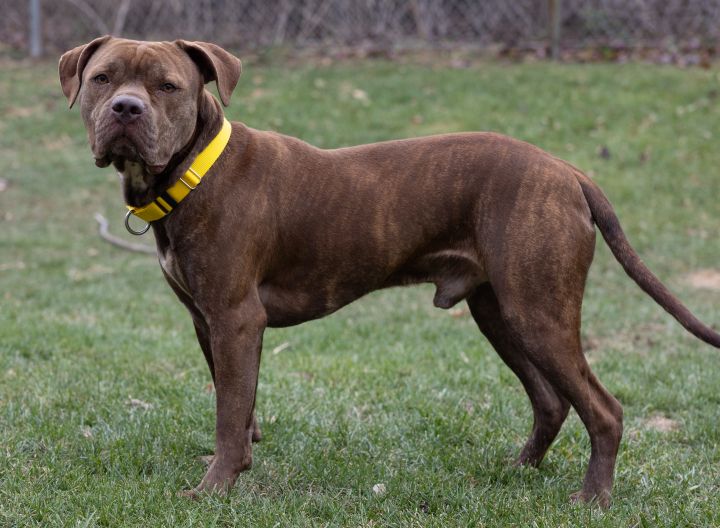 Sanchito, an adoptable Pit Bull Terrier Mix in Naperville, IL_image-4