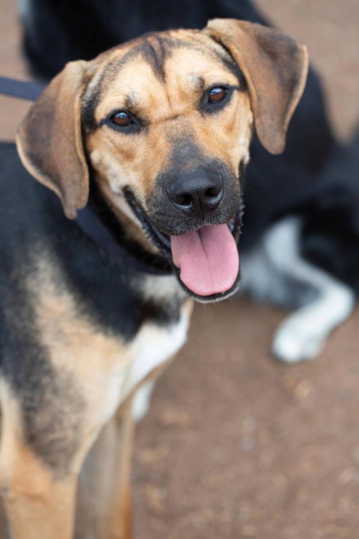 Parker, an adoptable German Shepherd Dog in Millville, UT, 84326 | Photo Image 1