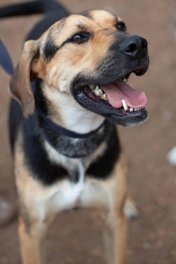 Parker, an adoptable German Shepherd Dog in Millville, UT, 84326 | Photo Image 4